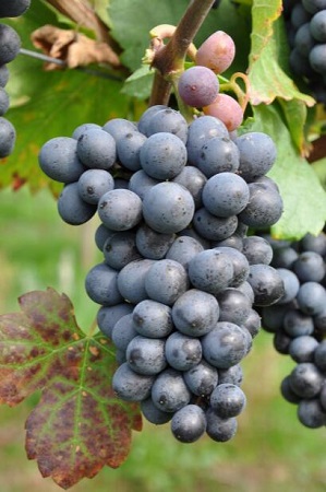 5种值得一品的南非葡萄酒